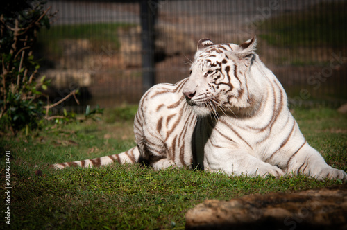 White Bengal Tiger  Panthera tigris   in Montgomery Zoo in Montgomery  Alabama