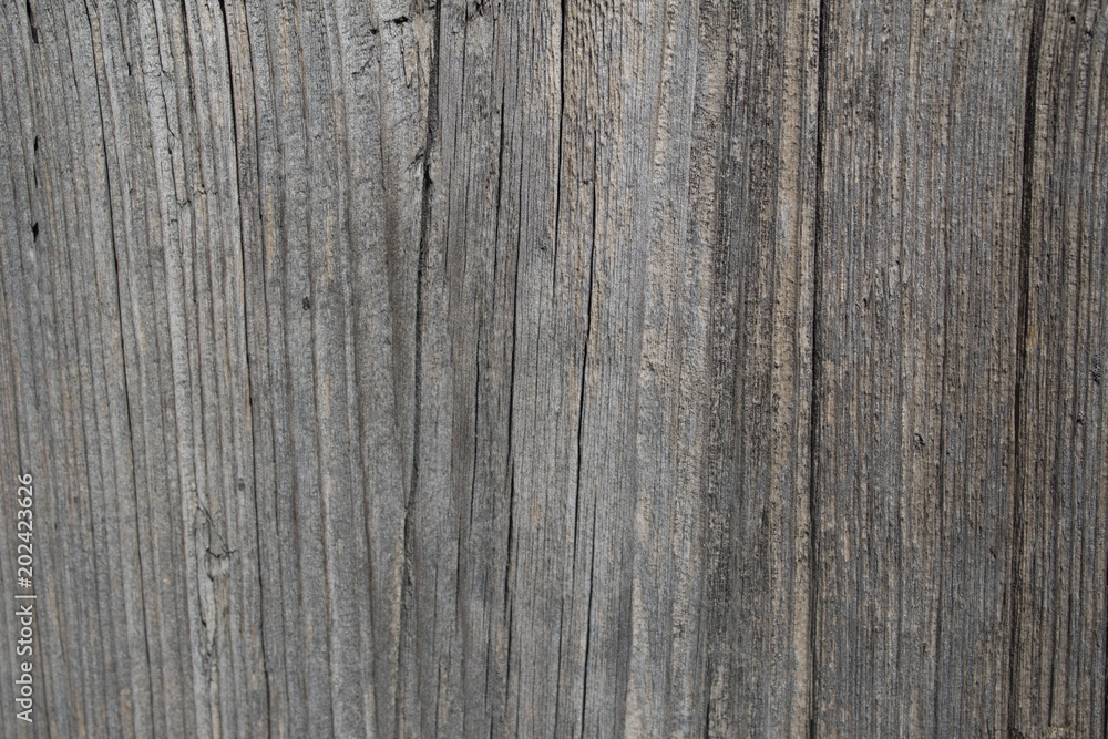 Old wood texture. Abstract background with natural wood pattern. Close-up.