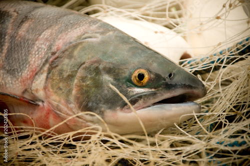 Sockeye Salmon in Net in Southwest Alaska photo