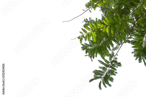 Green leaf pattern on the surface with isolated white background.