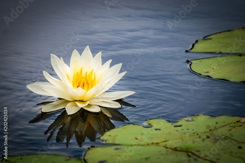 Beautiful Water Lilly  (Nymphae pubescens) on Lake in Florida photo