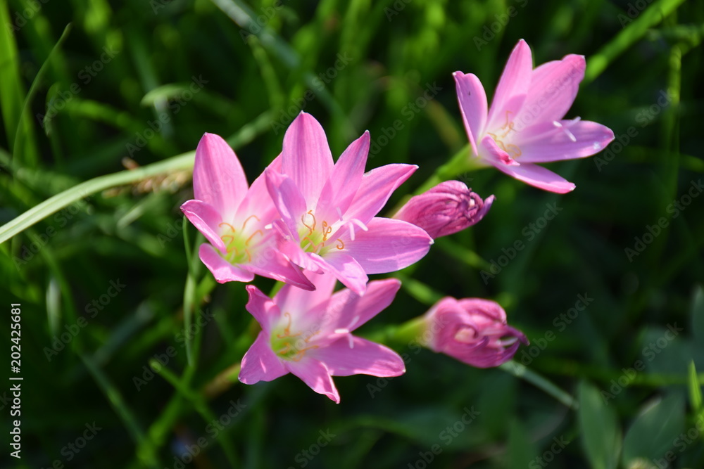 Lawn Flower Lawn Flower