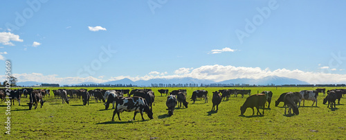 Dairy Farming on Canterbury Plains Panorama photo