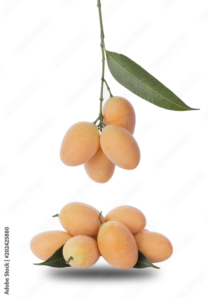 Marian Plum or Plum Mango isolated on white background. Marian Plum or Plum Mango isolated on white background.
