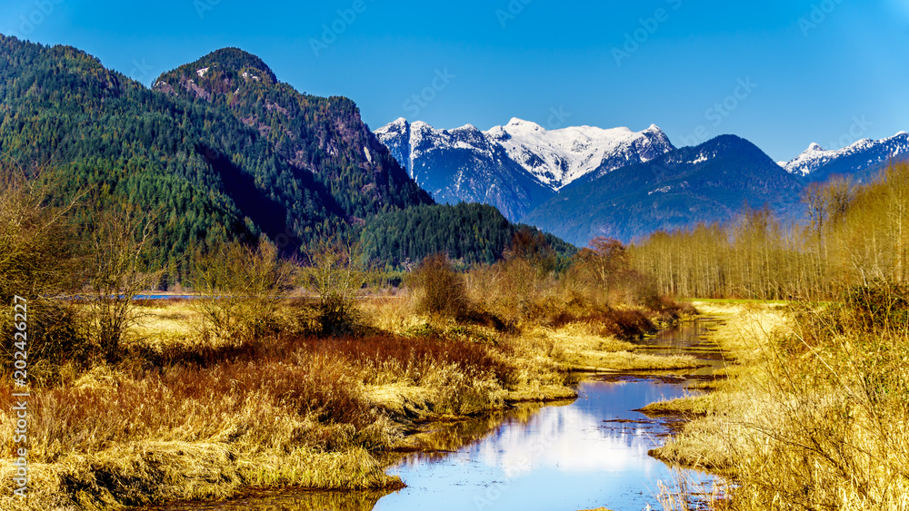 Snow covered peaks of the Coast Mountains surrounding the Pitt River and Pitt Lake in the Fraser Valley of British Columbia, Canada on a clear winter day