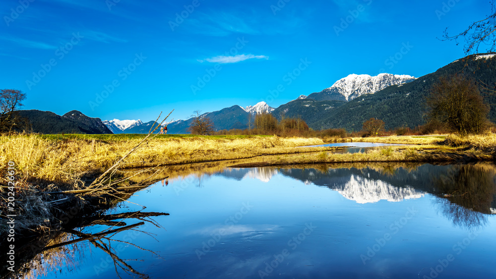 Reflections of snow covered Golden Ears Mountain and Edge Peak in the waters of Pitt-Addington Marsh in the Fraser Valley near Maple Ridge, British Columbia, Canada on a clear winter day