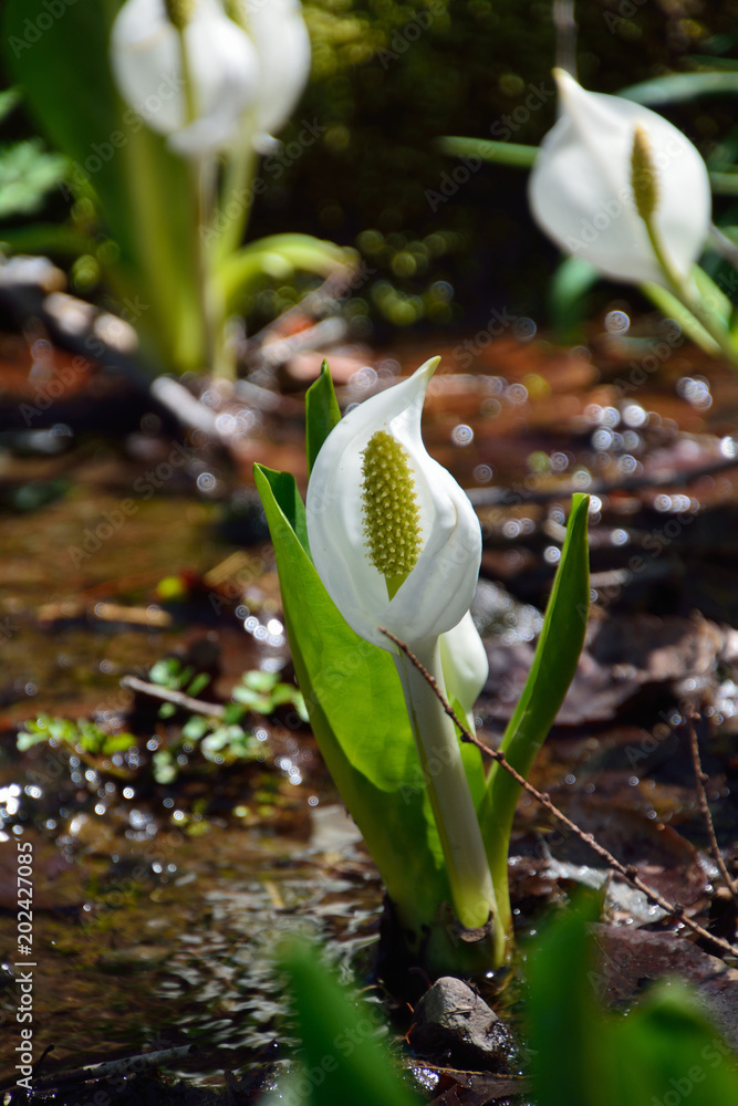 山里の林の中の水芭蕉の花stock Photo Adobe Stock