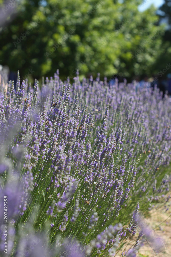 Obraz premium Lavender