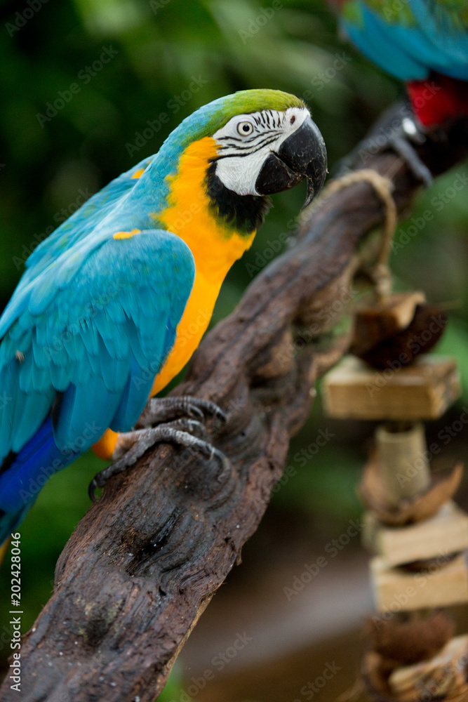 Brazilian Fauna - Macaws