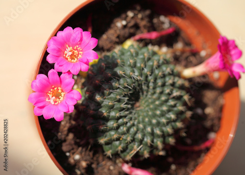 The cactus blooms with pink flowers. An unusual and rare phenomenon. photo