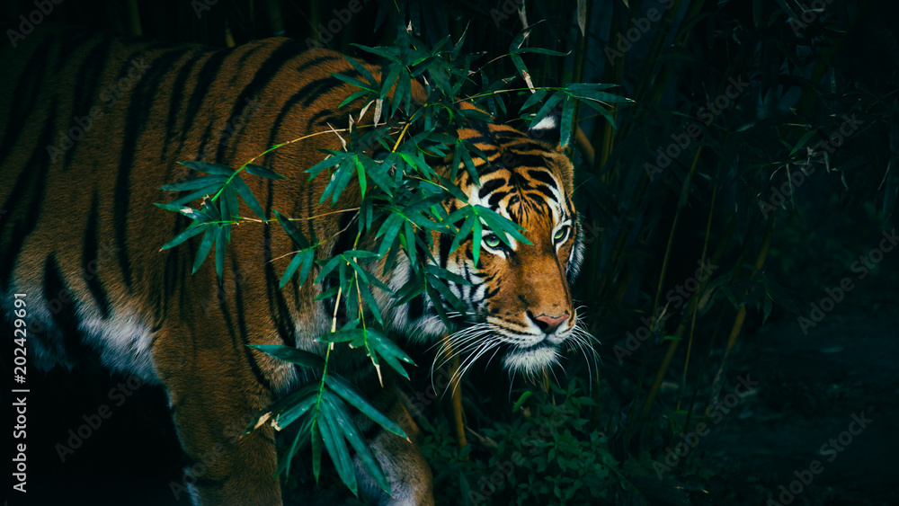 A Bengal Tiger Hiding In The Forest Behind Green Branches