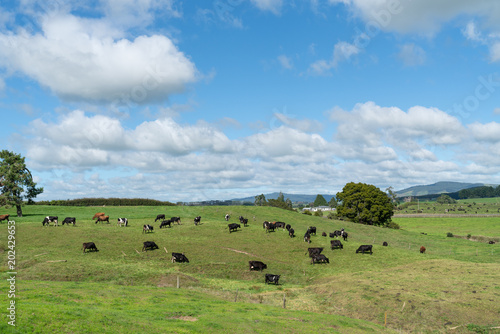 New Zealand dairy farm landscape