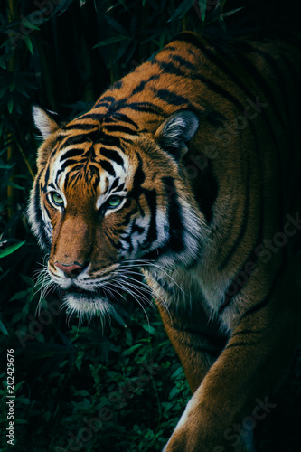 A Hungry Malayan Tiger Stalking Through the Green Forest Trees