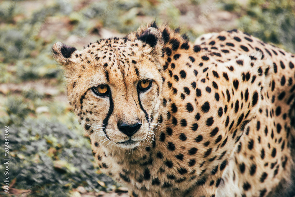A curious young cheetah looks to its side for any predators A curious young cheetah looks to its side for any predators