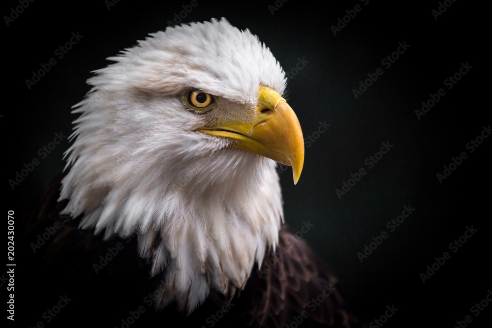 Isolated Angry Eagle Staring Dwon to the Right Isolated Angry Eagle Staring Dwon to the Right