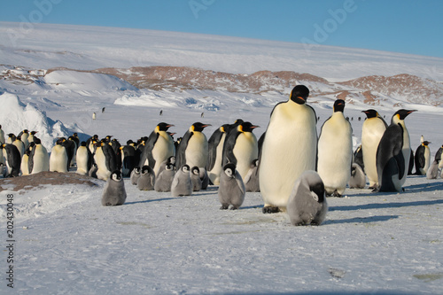 Antarktika © Андрей Миракин