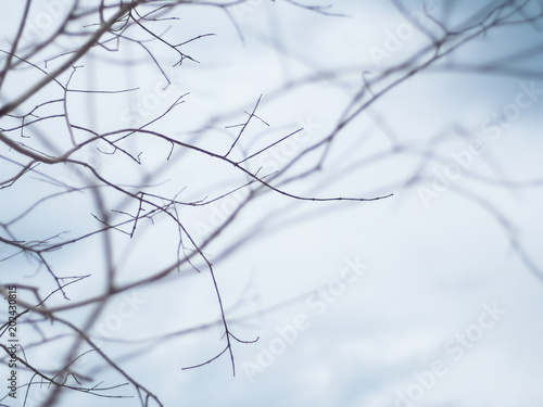 Naked branches of a tree