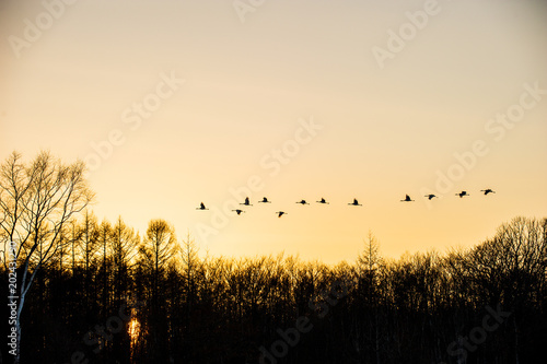 夕暮れの空を飛ぶ丹頂鶴