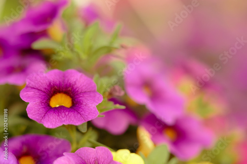 Petunias in Floral Detail Background Image