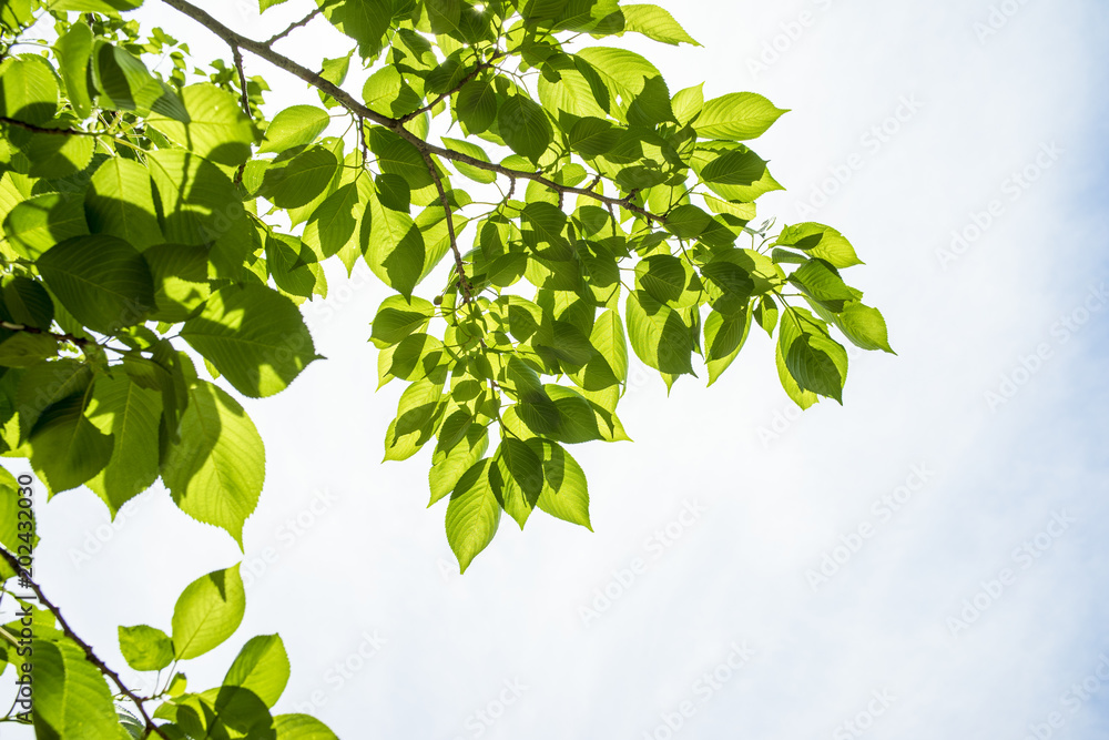 Φωτογραφία fresh verdure