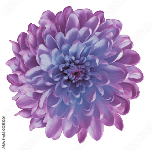 Chrysanthemum  violet-blue. Flower on  isolated  white  background with clipping path without shadows. Close-up. For design. Nature.