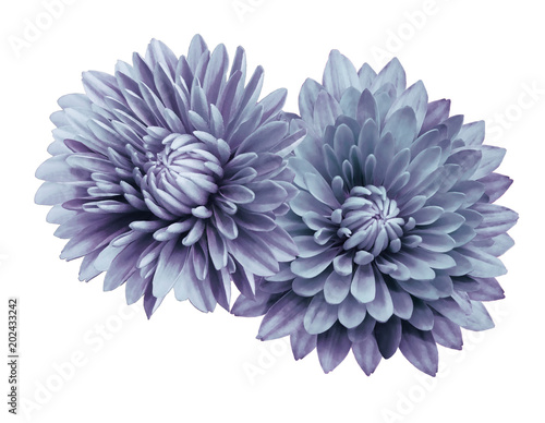Fototapeta Naklejka Na Ścianę i Meble -  Turquoise-violet flower chrysanthemums; on a white  isolated background with clipping path.   Closeup.  no shadows.  For design.  Nature.