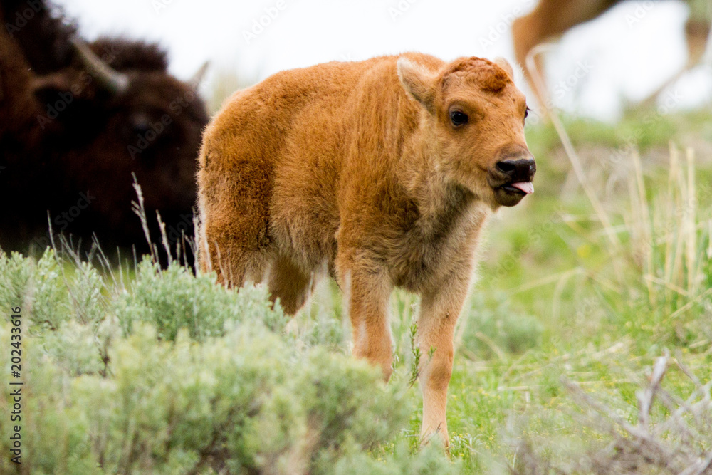 Baby Bison (Tower-Roosevelt) - Yellowstone Baby Bison (Tower-Roosevelt) - Yellowstone