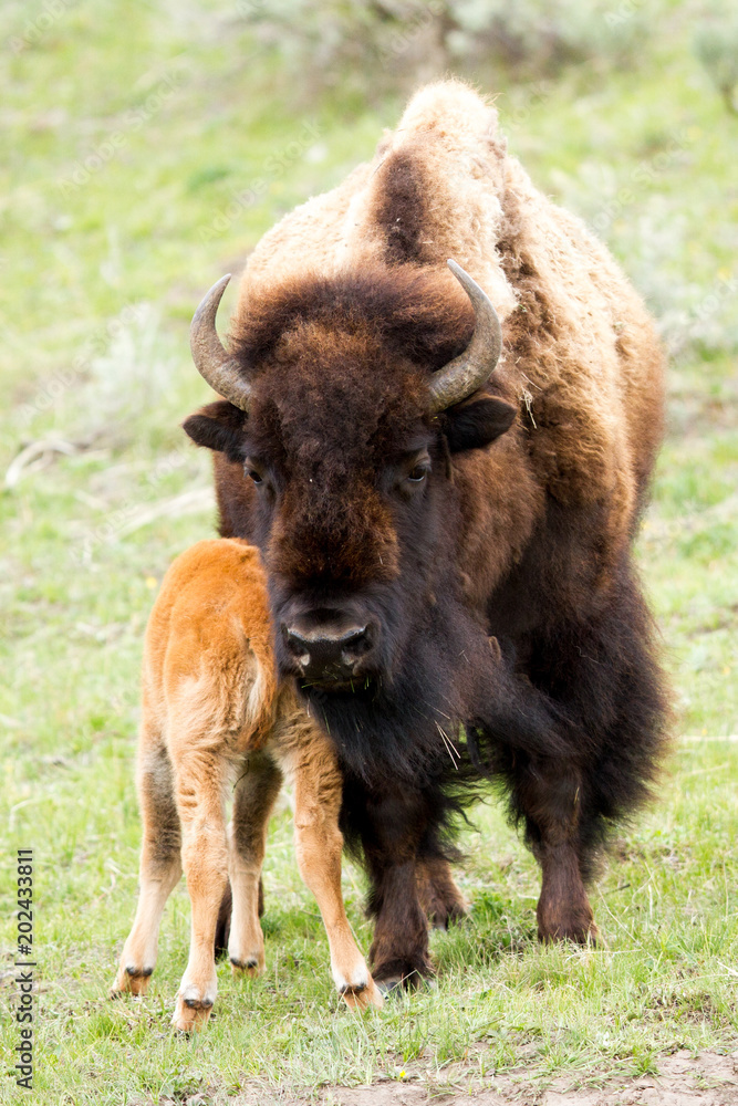 Momma and baby bison Momma and baby bison