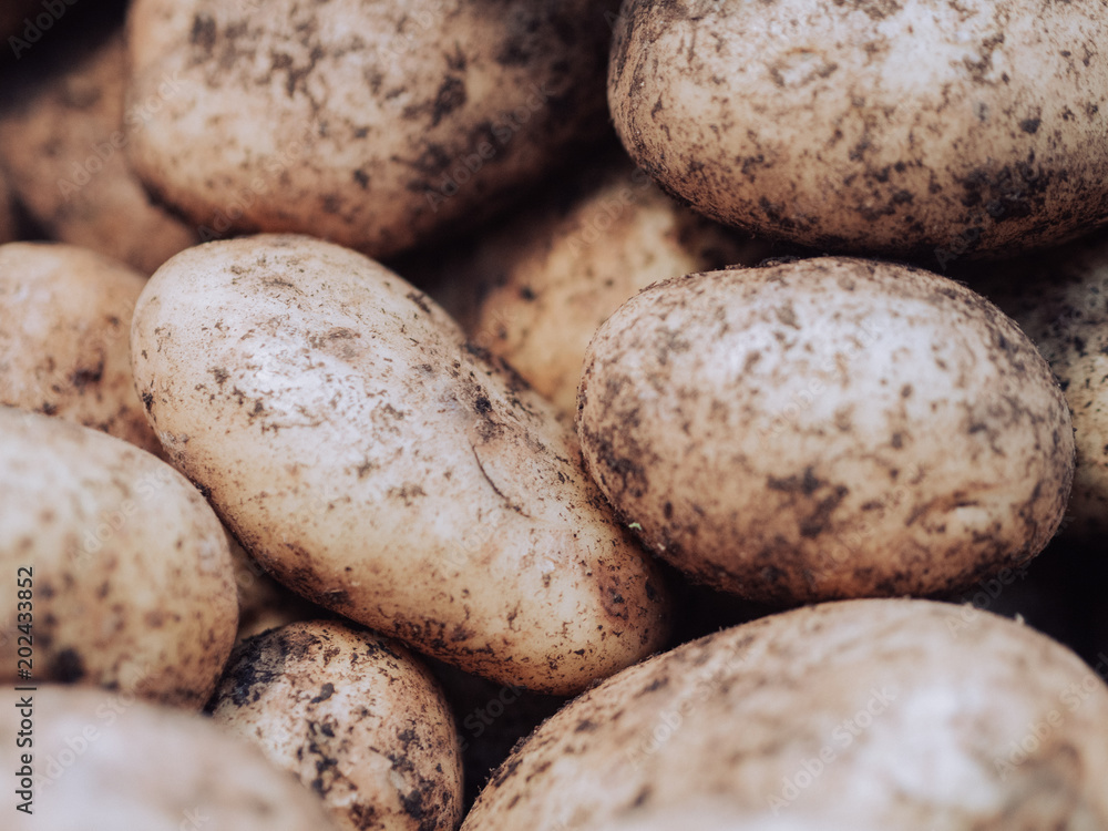 Kartoffeln direkt vom Feld Kartoffeln direkt vom Feld