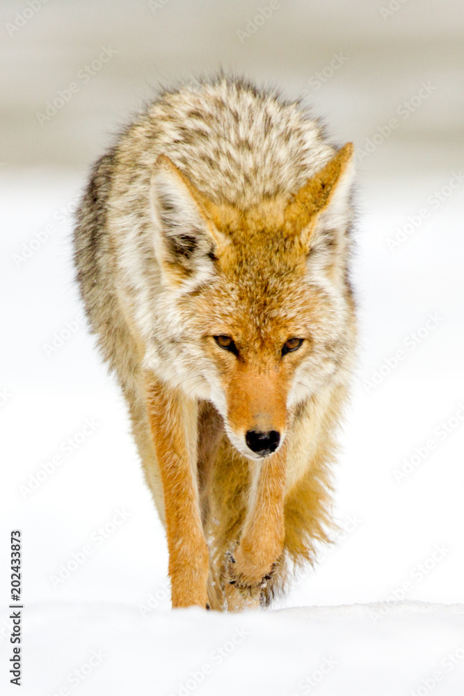 Obraz premium Coyote (Norris Canyon Rd) - Yellowstone