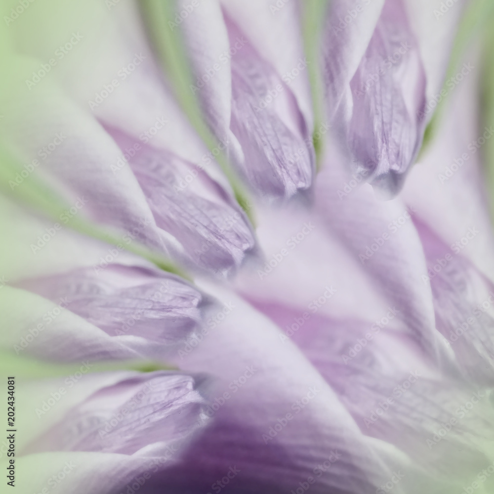 Spring violet green floral background. The buds of the tulips against the background  the pink petals. Close-up. Nature.