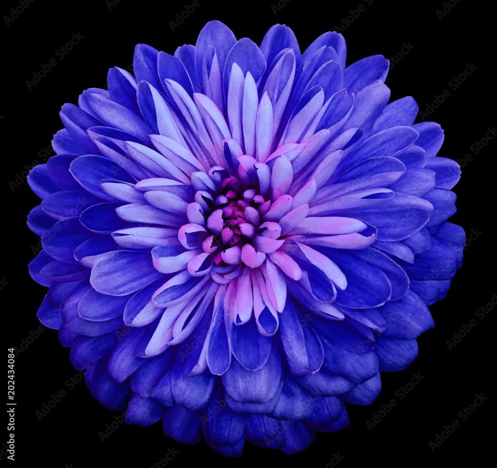 Chrysanthemum  bright blue flower. On the black isolated background with clipping path.  Closeup no shadows. Garden  flower.  Nature.