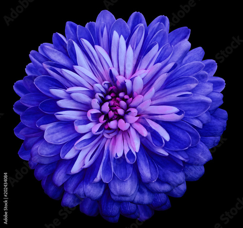 Chrysanthemum  bright blue flower. On the black isolated background with clipping path.  Closeup no shadows. Garden  flower.  Nature. © nadezhda F