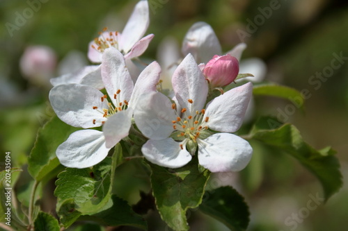 flower, spring, blossom, tree