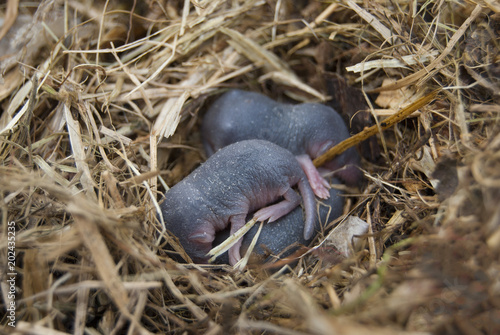 Nest of rodent water curative (Neomys fodiens) with newborn babies.