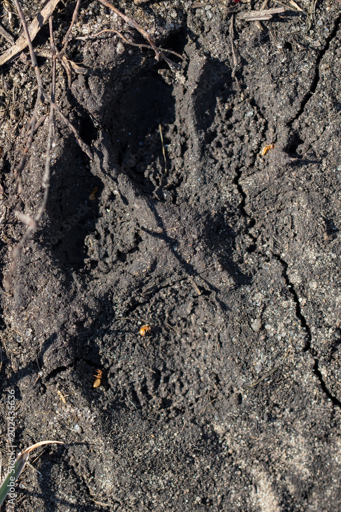 Trace from a dog on clay soil Trace from a dog on clay soil