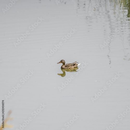 Duck on water photo