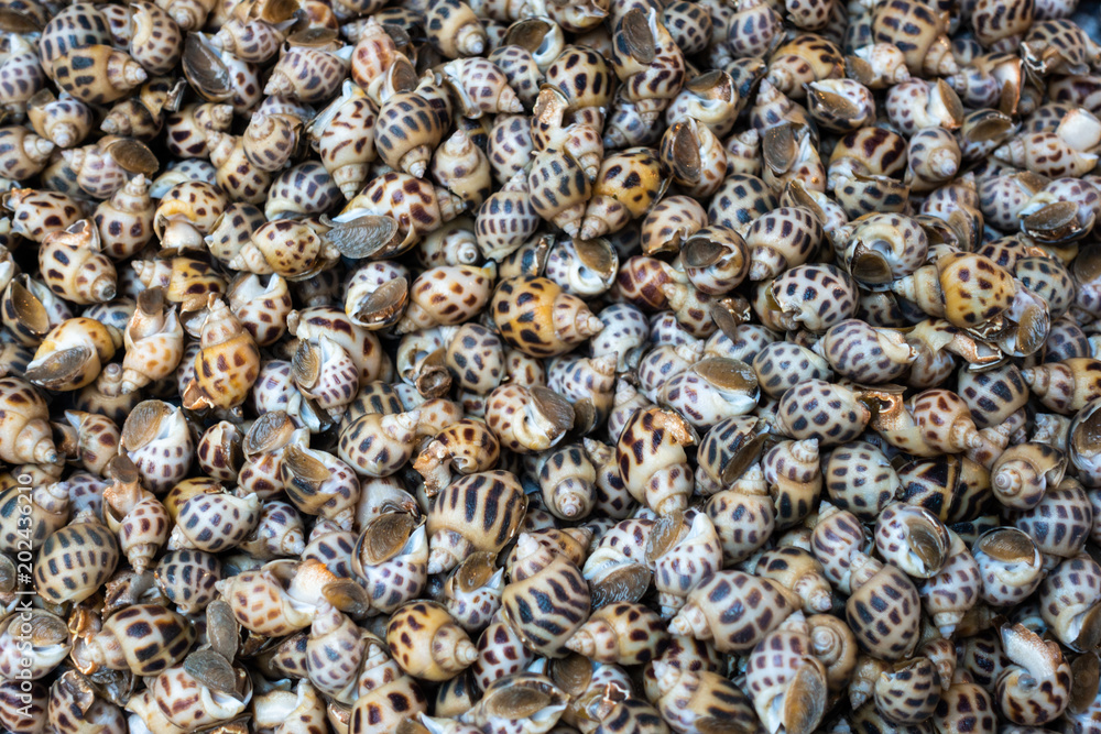 Fresh raw sweet snail. Fresh Babylonia areolata background Fresh raw sweet snail. Fresh Babylonia areolata background