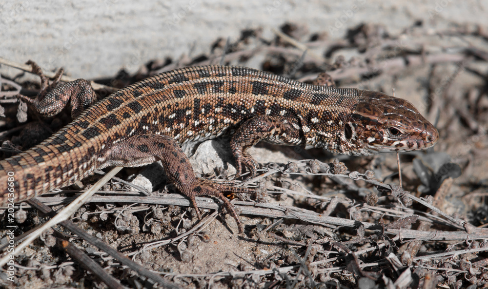 Portrait of a lizard on nature in spring Portrait of a lizard on nature in spring