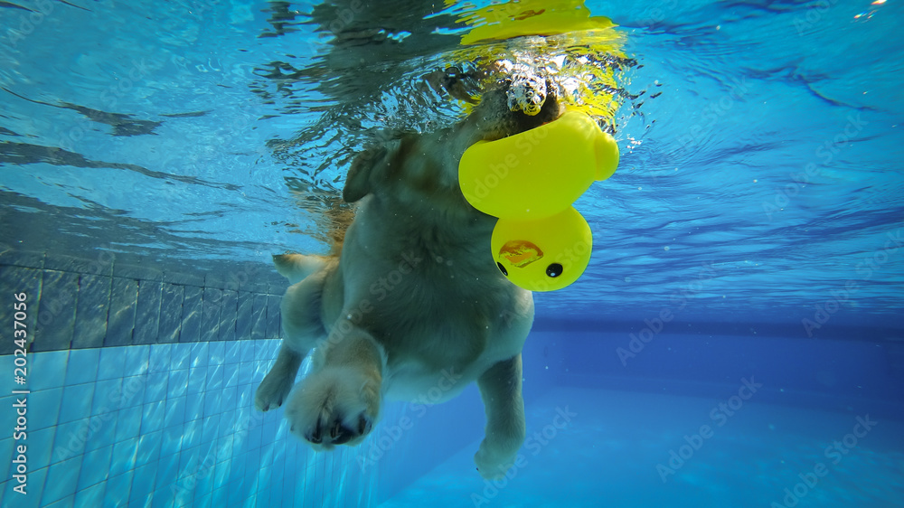 Golden Retriever Puppy Exercises in Swimming Pool (Underwater View ...