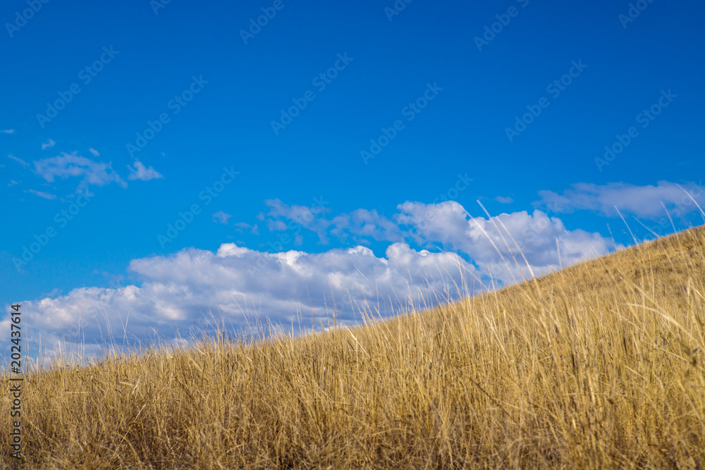 steppe landscape. early spring