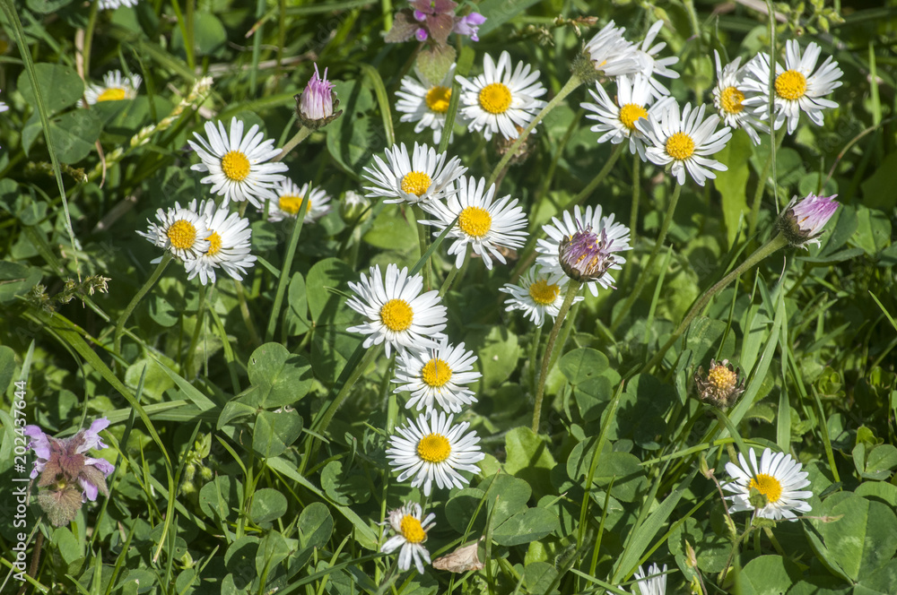 Spring meadow with daisy flowers closeup as natural floral background Spring meadow with daisy flowers closeup as natural floral background