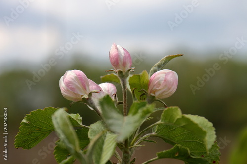 flower, pink, nature, spring, flowers