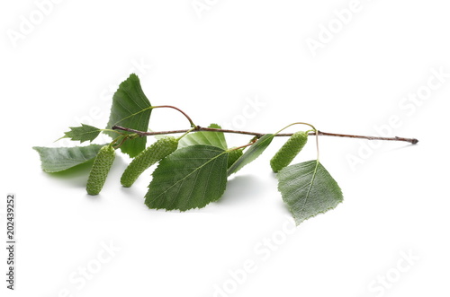 Young birch branch with green leaves isolated on white background