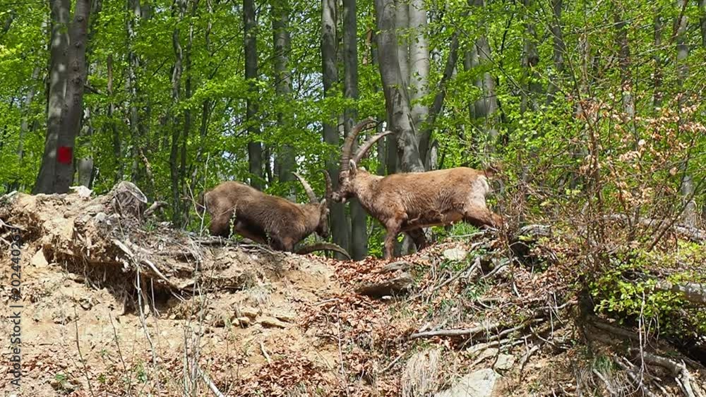 Alpine ibex or steinbock in spring season which camouflage itself in the field around the wood. Italy, Orobie Alps Alpine ibex or steinbock in spring season which camouflage itself in the field around the wood. Italy, Orobie Alps