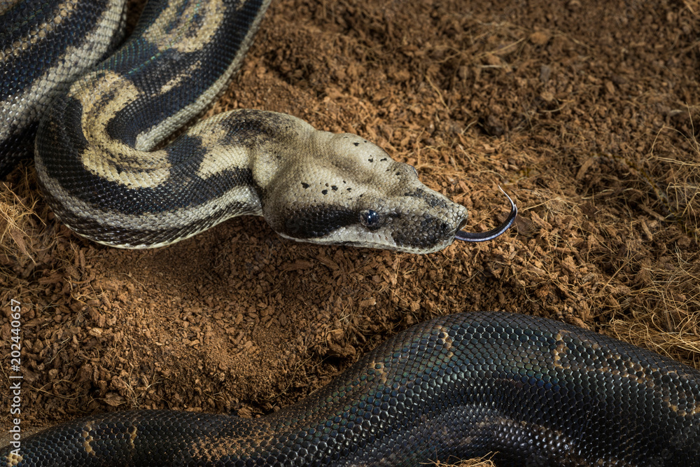 Fototapeta premium Close up of Boa constrictor imperator – mutational form Motley, Snow – female