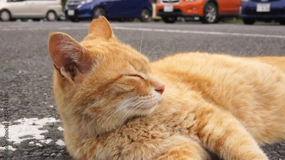 猫 猫
