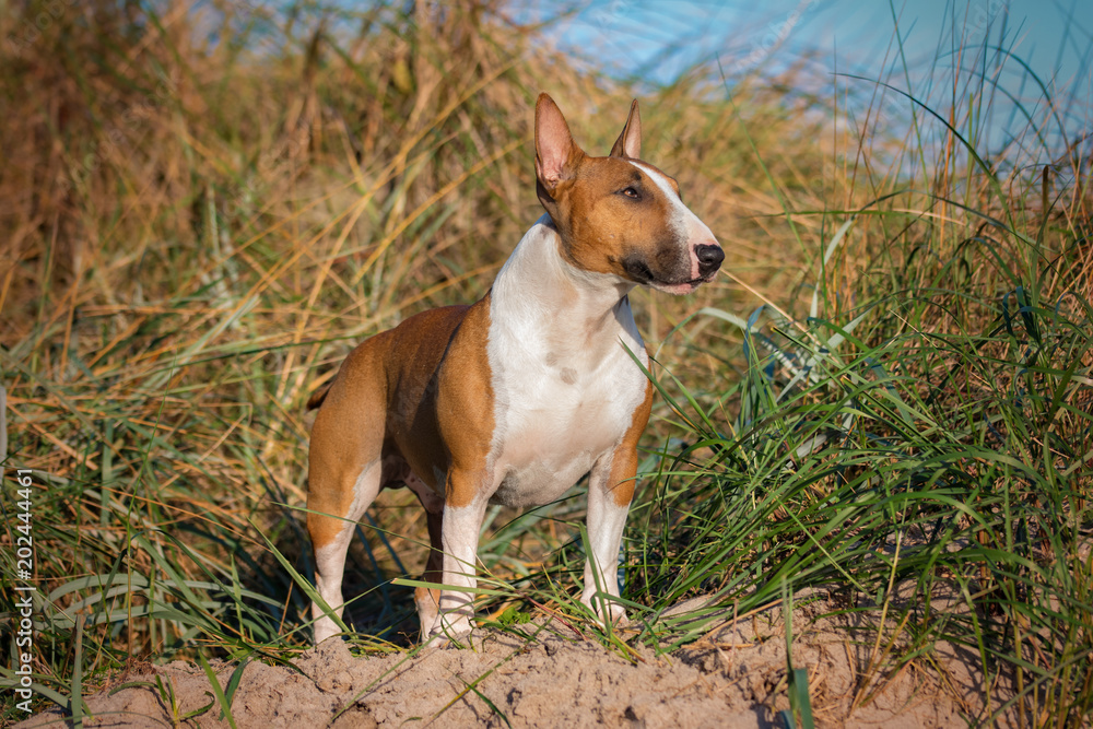 Hund in der Düne