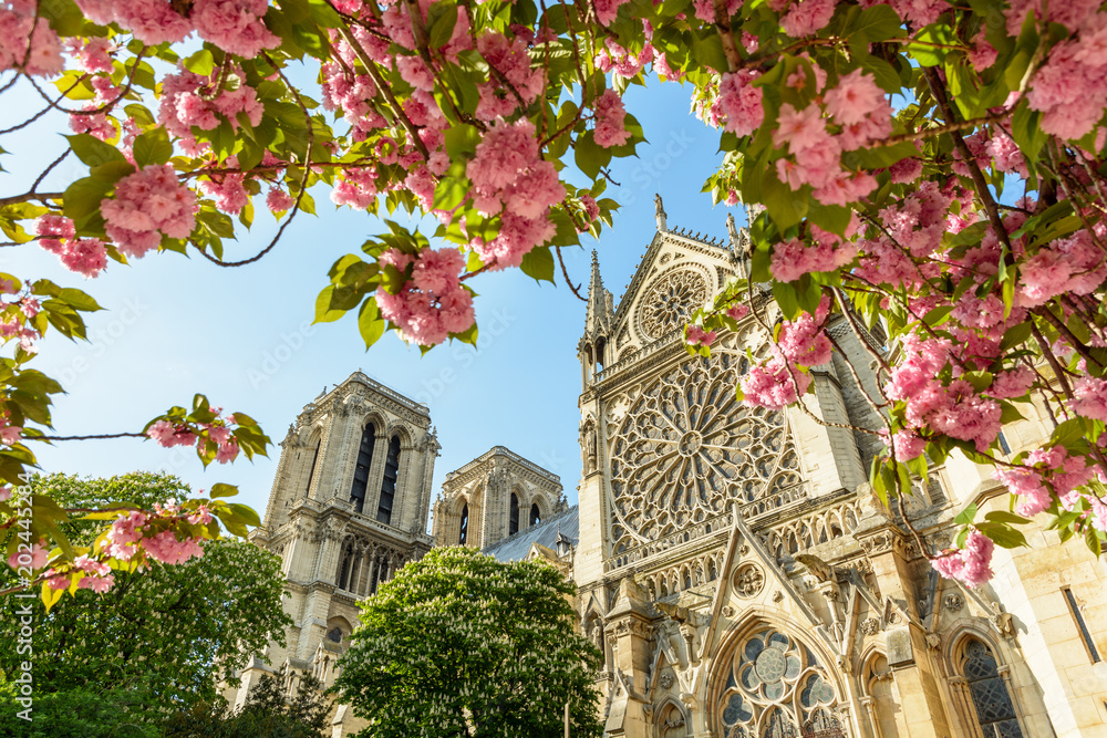 Seinätarra The rose window and bell towers of Notre-Dame de Paris cathedral by a sunny spring day seen from under japanese cherry trees in full bloom with branches laden with pink flowers in the foreground