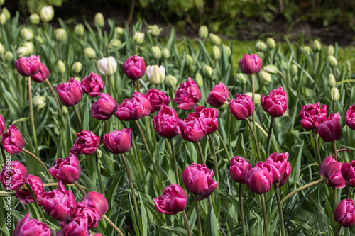 purple tulips flowers blooming in a garden